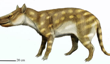 Fossil Teeth Reveal How Extinct Carnivorous Mammal Adapted to Global Warming 56 Million Years Ago