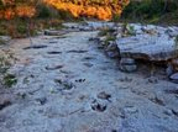 115-Million-Year-Old Dinosaur Footprints Unearthed by Recent Floodwaters