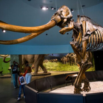 Genetically, Central American mammoths were weird