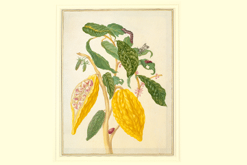 The Female Artist Who Showed How Plants and Insects Relate