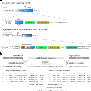 Pythia provides deep learning-driven precision in CRISPR–Cas9 genome engineering