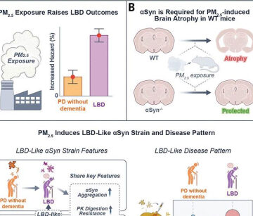 Lewy body dementia promotion by air pollutants | Science