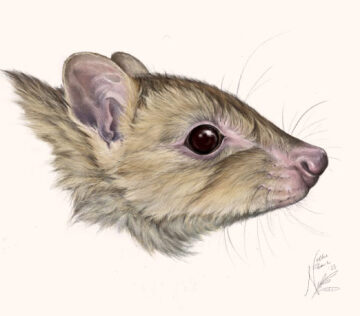 New Marsupial Species Discovered in Australia