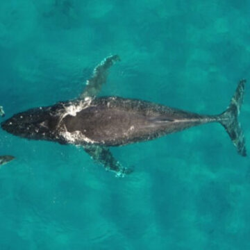 whale-and-dolphin-migrations-are-being-disrupted-by-climate-change.jpg Whale and dolphin migrations are being disrupted by climate change