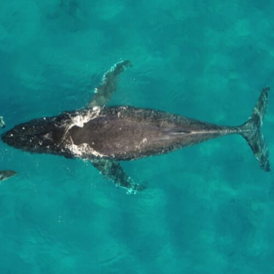 whale-and-dolphin-migrations-are-being-disrupted-by-climate-change.jpg Whale and dolphin migrations are being disrupted by climate change