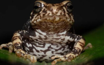These toads don’t start as tadpoles