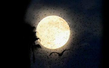 December’s ‘Cold Moon’ rises: See breathtaking images of the final full moon of 2025