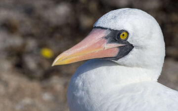 Female Galápagos birds flaunt their sexual partners. The males don’t seem to mind.
