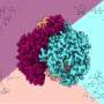 Mitochondrial enzyme’s atomic-level structure reveals how it processes RNA
