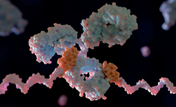 Now with oligos: antibody–oligonucleotide conjugates are the new drug modality to watch