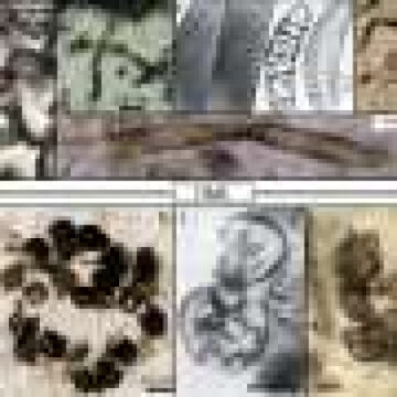 How microbial fossils illuminate life’s origins