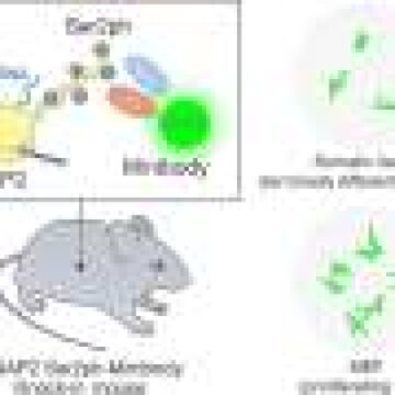 A world-first mouse that makes gene activity visible