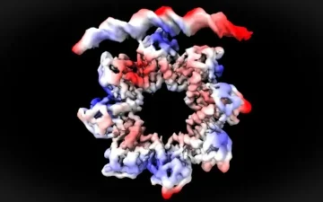 A donut-shaped protein breaks apart to start bacterial cell division