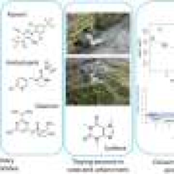 Pesticides from flea treatments and sheep dips found at damaging levels in Welsh rivers