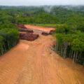 Carbon credits are flawed, but they can still help save forests