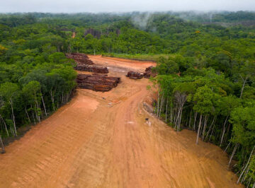 Carbon credits are flawed, but they can still help save forests