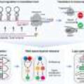 Ribosome-based gene circuit lets cells read six signals and trigger responses