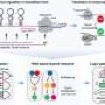 ribosome-based-gene-circuit-lets-cells-read-six-signals-and-trigger-responses.jpg Ribosome-based gene circuit lets cells read six signals and trigger responses