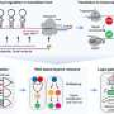 ribosome-based-gene-circuit-lets-cells-read-six-signals-and-trigger-responses.jpg Ribosome-based gene circuit lets cells read six signals and trigger responses