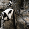 Rare twin lemurs born at New York’s Central Park Zoo