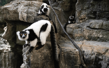Rare twin lemurs born at New York’s Central Park Zoo