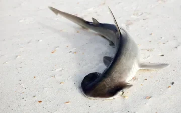 Scientists overturn a theory about this shark’s strange head