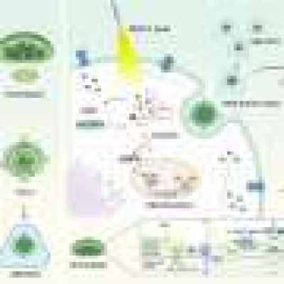 Spinach nanoparticles help failing rat hearts via ‘borrowed photosynthesis’
