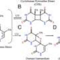 ‘Molecular sunscreen’ may explain why DNA uses thymine despite its vulnerability to UV damage
