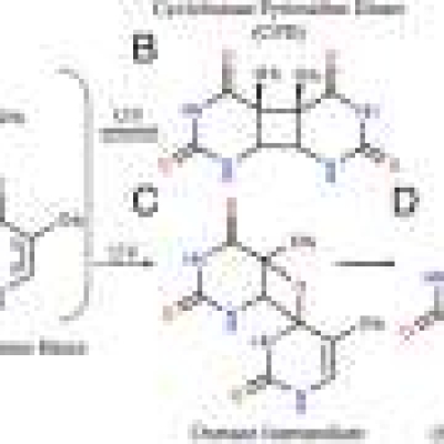 ‘Molecular sunscreen’ may explain why DNA uses thymine despite its vulnerability to UV damage